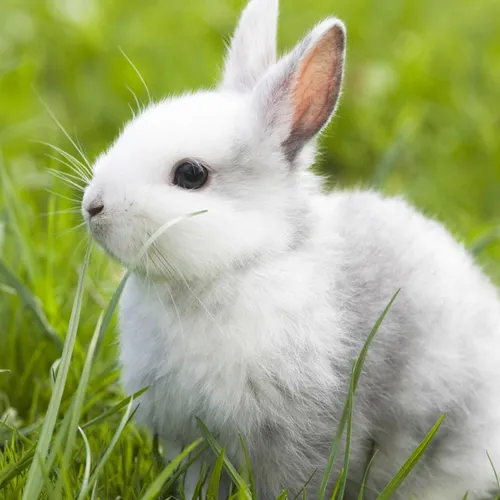 Зайчики Обои на телефон белый кролик в траве