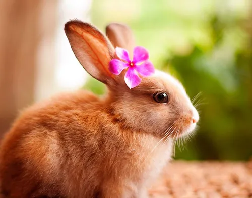 Зайчики Обои на телефон кролик с цветком на голове
