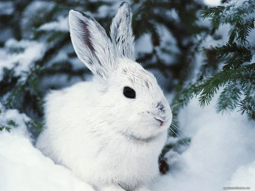 Зайчики Обои на телефон белый кролик на снегу