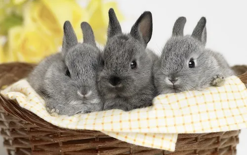 Зайчики Обои на телефон группа кроликов в корзине