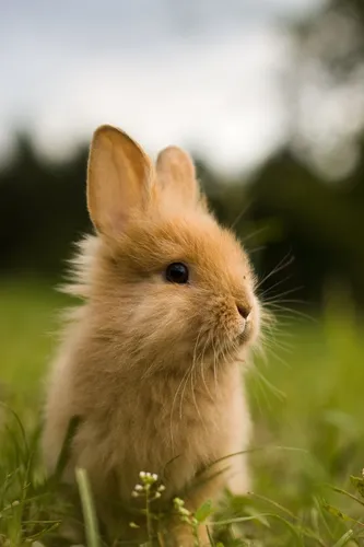 Зайчики Обои на телефон коричневый кролик в травянистой местности
