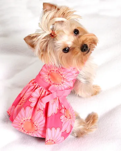 Йоркширский Терьер Обои на телефон собака в розовом платье