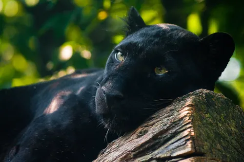 Пантера Обои на телефон черная кошка на ветке дерева