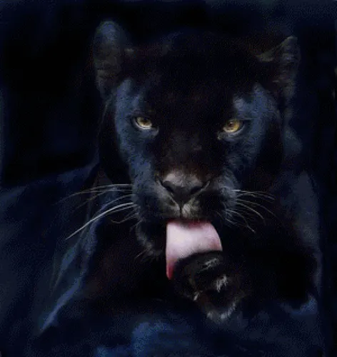 Пантера Обои на телефон черная пантера с открытым ртом