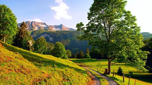 Швейцария Обои на телефон тропинка в травянистом поле с деревьями и горами на заднем плане