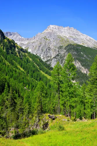 Швейцария Обои на телефон гора с деревьями и травой
