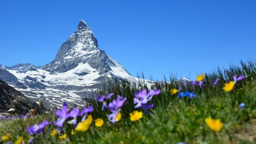 Швейцария Обои на телефон Маттерхорн с цветами перед ним