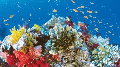 Подводный Мир Обои на телефон коралловый риф с рыбой