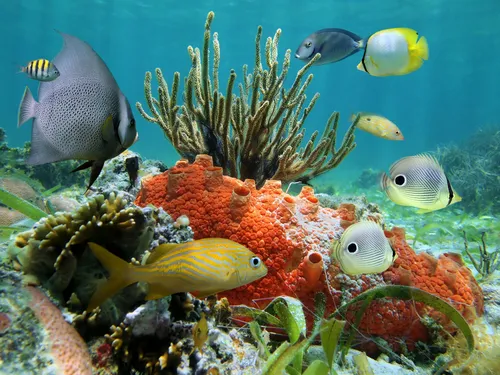 Подводный Мир Обои на телефон группа рыб, плавающих в аквариуме