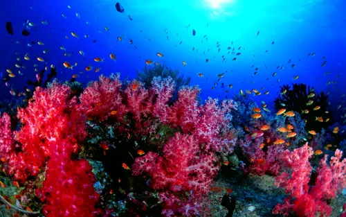 Подводный Мир Обои на телефон большая группа рыб, плавающих в океане