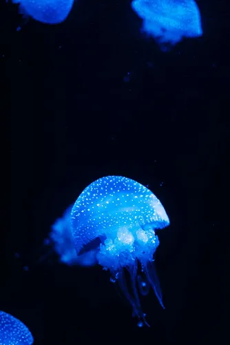 Подводный Мир Обои на телефон голубая медуза в воде