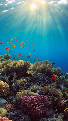Подводный Мир Обои на телефон коралловый риф с рыбами и растениями