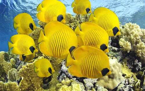 Подводный Мир Обои на телефон группа желтых рыб