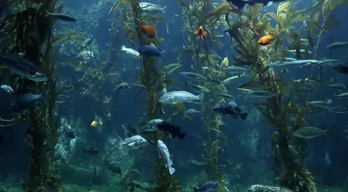 Подводный Мир Обои на телефон стая рыб в воде с березовым аквариумом на заднем плане