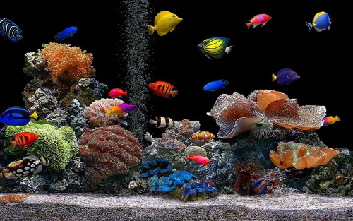 Подводный Мир Обои на телефон косяк рыб, плавающих в аквариуме