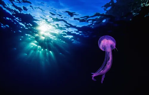 Подводный Мир Обои на телефон фиолетовая медуза в воде