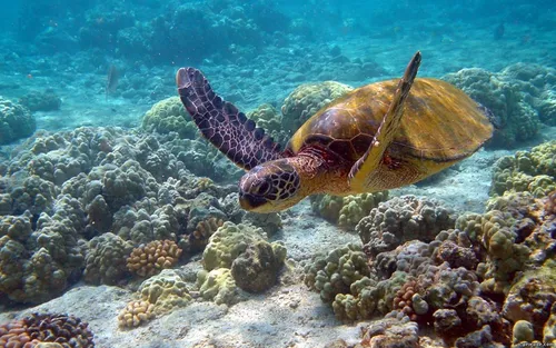 Подводный Мир Обои на телефон черепаха плавает в океане