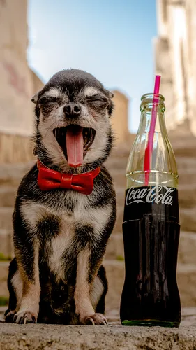 Кока Кола Обои на телефон собака с открытым ртом рядом с бутылкой