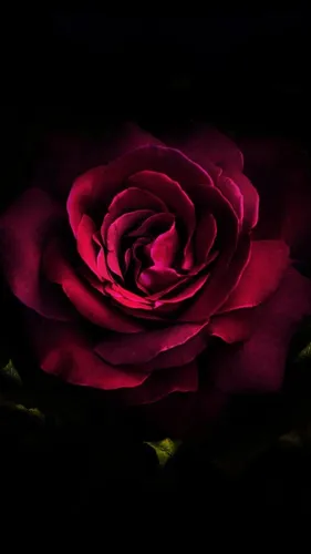 Красивые В Хорошем Качестве Обои на телефон роза крупным планом