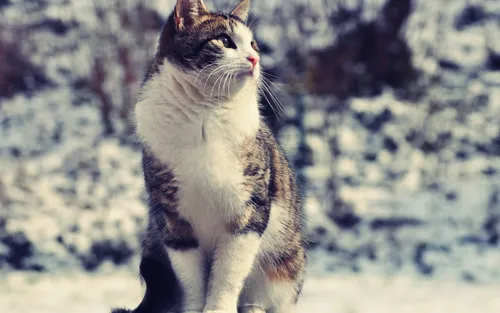 Красивые В Хорошем Качестве Обои на телефон кошка, стоящая на снегу
