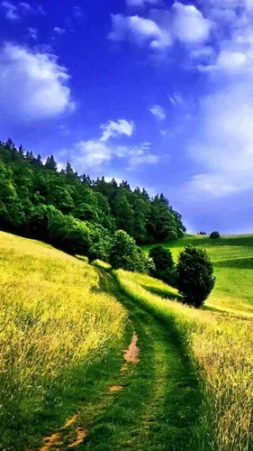 Красивые Природа Обои на телефон грунтовая дорога в поле травы и деревьев