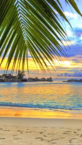 Красивые Природа Обои на телефон пляж с пальмой