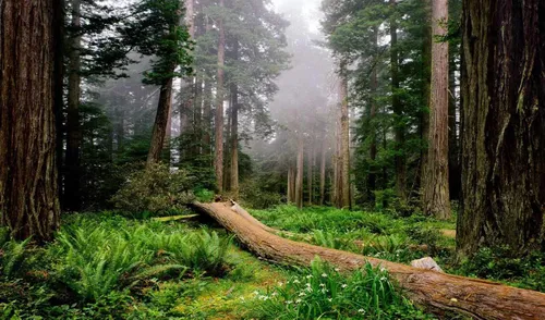 Высокое Качество Обои на телефон лес с деревьями и растениями