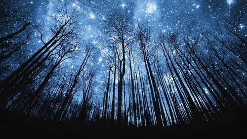 Звездное Небо Hd Обои на телефон группа деревьев