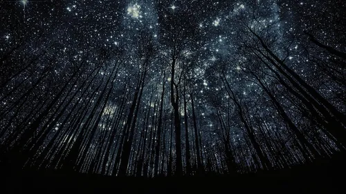 Звездное Небо Hd Обои на телефон лес ночью