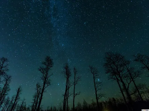 Звездное Небо Hd Обои на телефон группа деревьев с ночным небом над головой