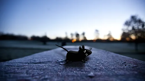 Летучая Мышь Обои на телефон маленький черный жук на скале