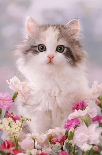 Красивые Картинки кошка, сидящая на клумбе