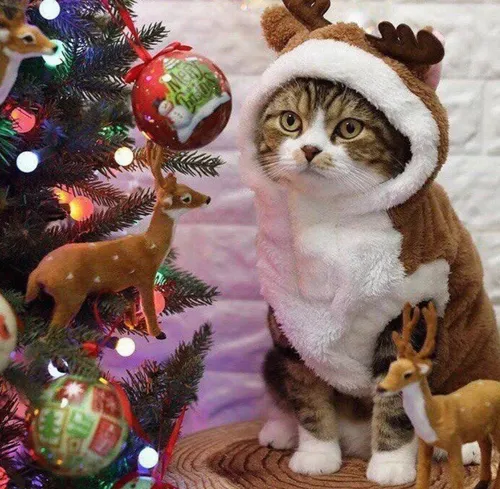 Новогодние Картинки кошка в шляпе