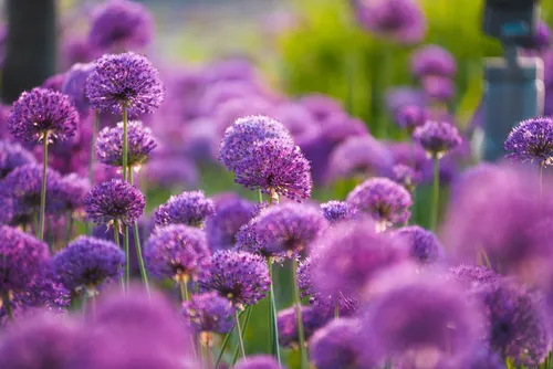 Цветы Картинки группа фиолетовых цветов