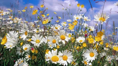 Цветы Картинки поле белых и желтых цветов