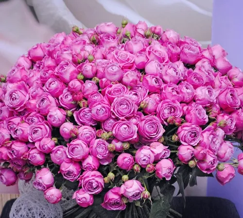 Цветы Картинки букет розовых цветов
