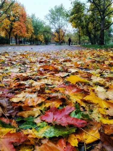 Осень Картинки группа листьев на земле