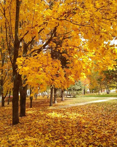 Осень Картинки дорога с деревьями по обе стороны