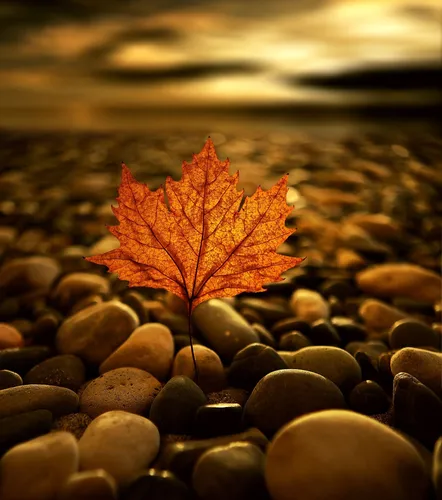 Осень Картинки маленькое дерево в куче скал