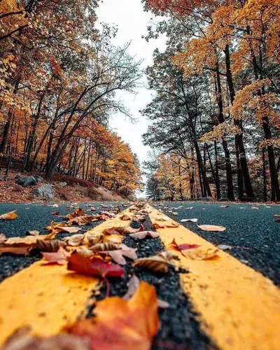 Осень Картинки дорога с опавшими листьями