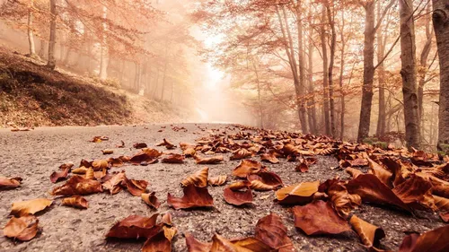 Осень Картинки река со скалами и деревьями
