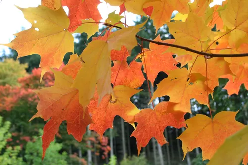 Осень Картинки группа разноцветных листьев