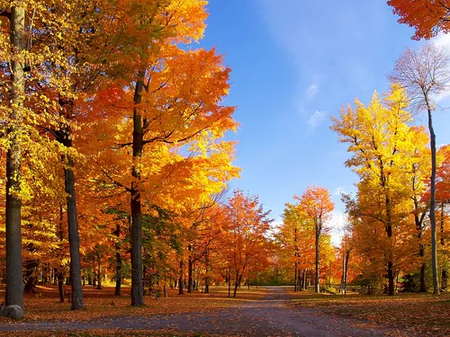 Осень Картинки группа деревьев с апельсиновыми листьями