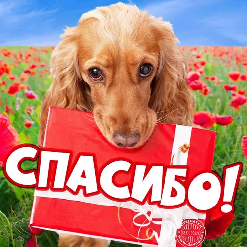 Спасибо Картинки собака в цветочном поле