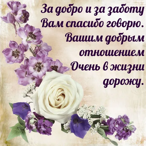 Спасибо Картинки белая роза с фиолетовыми и белыми цветами