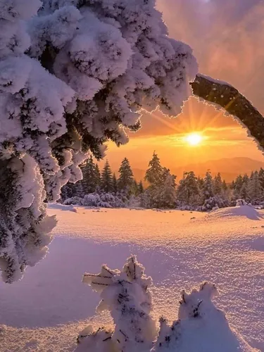 Зима Картинки снежное поле с деревьями и закатом на заднем плане