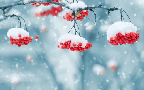 Зима Картинки ветка с красными ягодами