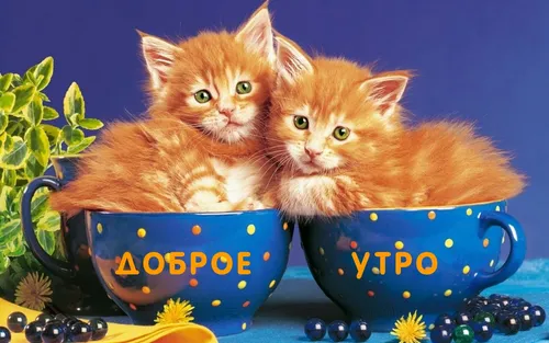 Доброе Утро Со Словами Картинки группа котят в сине-желтой миске