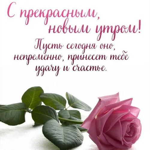 Доброе Утро Со Словами Картинки розовая роза с зелеными листьями