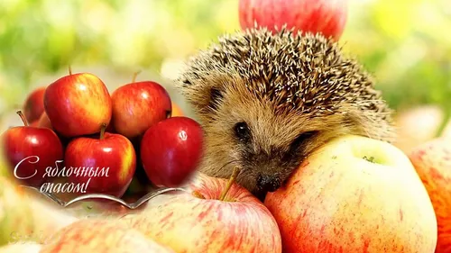 Яблочный Спас Картинки ежик в миске с яблоками